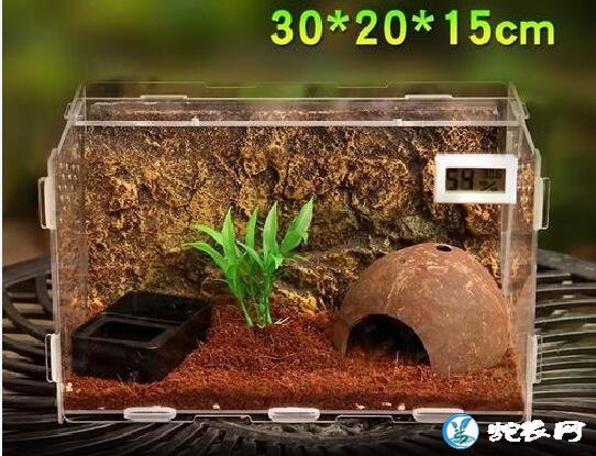 爬宠饲养环境布置