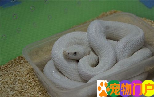 布鲁克王蛇幼体在饲养盒中